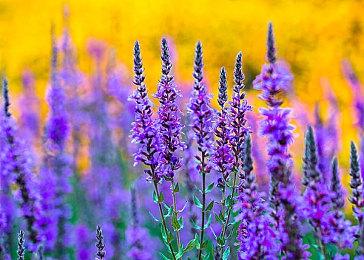 《孤岛危机3》《死亡空间2》《但丁地狱》今年年内停服